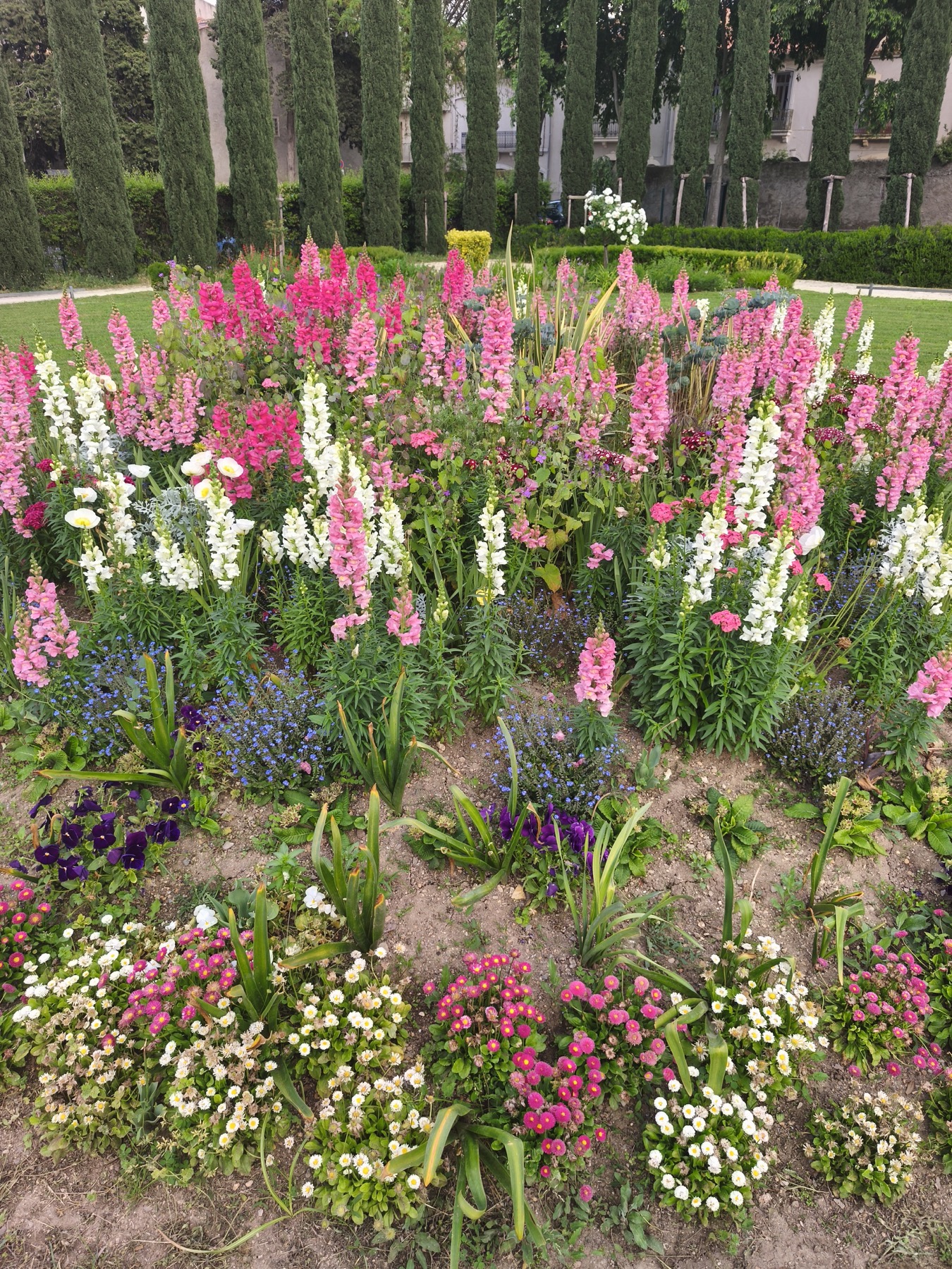 Massif de fleurs près de Mèze