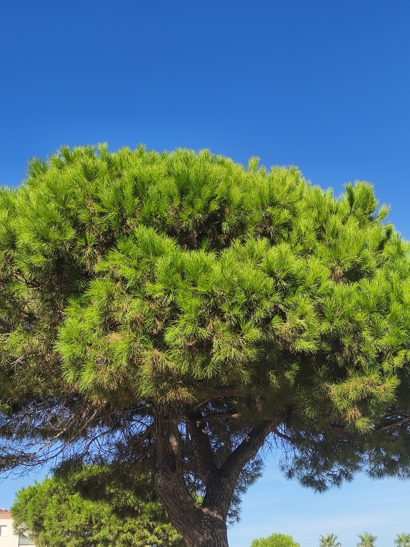 Pin méditerranéen sous un ciel bleu
