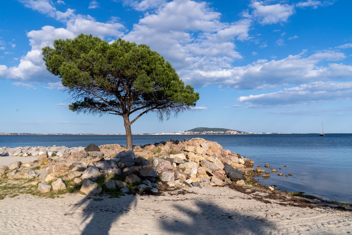 Plage du Taurus à Mèze avec pin, sable et bassin de Thau